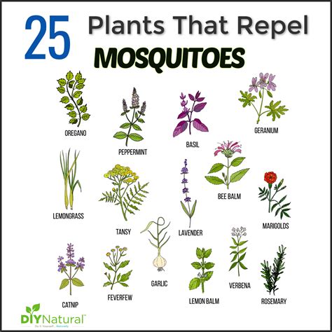 Natural Mosquito Repellent Plants For Yard Www Inf Inet Com