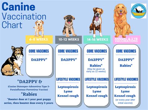 Parvo In Dogs With Vaccinations-4 Parvo In Dogs With Vaccinations-4
