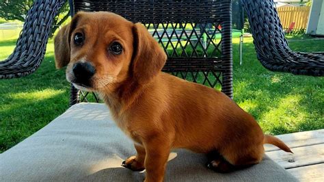 Parvo Outbreak Reminds Pet Parents On Importance Of Up To Date Vaccinations Parvo Outbreak Reminds Pet Parents On Importance Of Up To Date Vaccinations