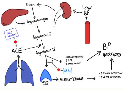 Avoid This Mistake With Pictures Of Ace Inhibitors: A Quick Guide