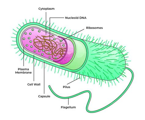Prokaryotic Cells