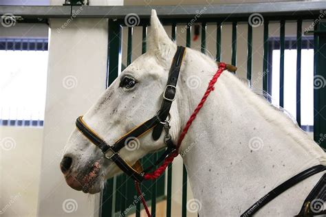 Purebred Lipizzaner Horse Standing In The Stable Stock Image Purebred Lipizzaner Horse Standing In The Stable Stock Image