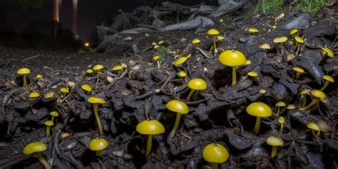 Radiation Eating Fungi From Chernobyl Amp 39 S Saviour To Nasa Amp 39 S Lab Yourstory Radiation Eating Fungi From Chernobyl Amp 39 S Saviour To Nasa Amp 39 S Lab Yourstory