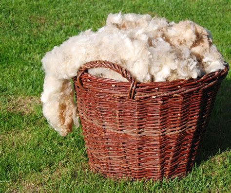 Rambouillet Wool Fun Facts Agriculture: Soft Fleece And Hardy Traits