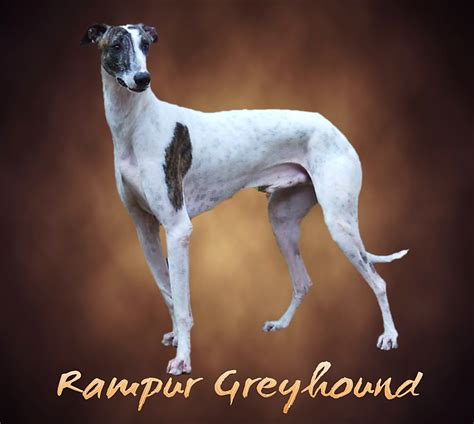 Rampur Greyhound Breed Information Characteristics Amp Heath Problems Rampur Greyhound Breed Information Characteristics Amp Heath Problems
