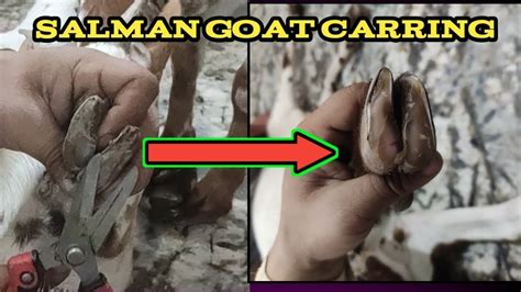 Recommendations Goat Nails Recommendations Goat Nails