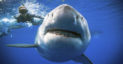Researchers Encounter Huge Great White Shark Researchers Encounter Huge Great White Shark