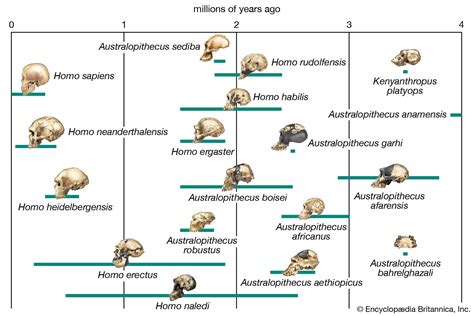 Review The Different Adaptive Trajectories In Neanderthals And Homo Sapiens And Their Implications For Contemporary Human Physiological Variation Sciencedirect Review The Different Adaptive Trajectories In Neanderthals And Homo Sapiens And Their Implications For Contemporary Human Physiological Variation Sciencedirect