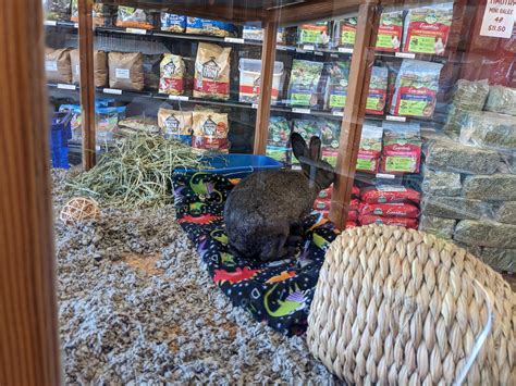 Seattle Area Folks The Feed Store In Bothell Has A Bunny Available For Adoption R Rabbits Seattle Area Folks The Feed Store In Bothell Has A Bunny Available For Adoption R Rabbits