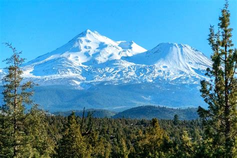 Shasta Shasta