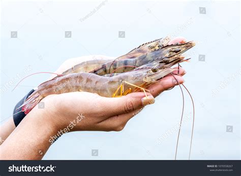Shrimp In Hand