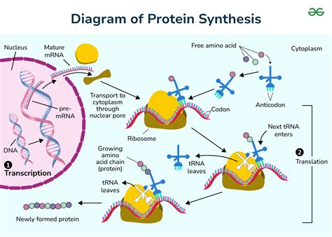 Simple Drawing Of Protein Synthesis: A Quick Visual Guide