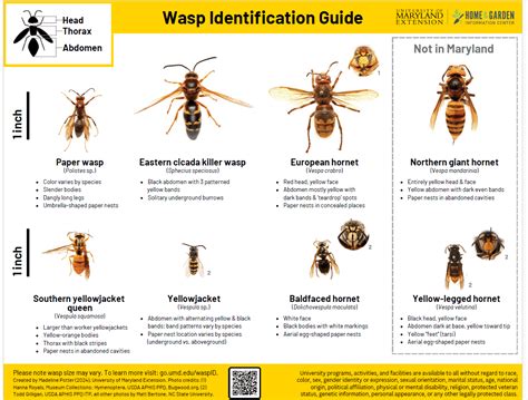Social Wasps Yellowjackets Hornets And Paper Wasps University Of Maryland Extension Social Wasps Yellowjackets Hornets And Paper Wasps University Of Maryland Extension