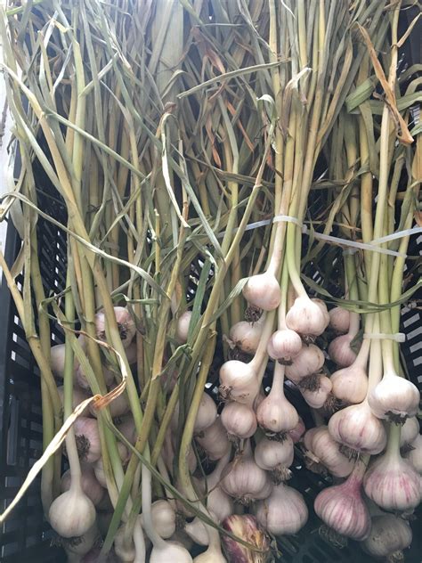 Storing Garlic Keene Garlic Storing Garlic Keene Garlic