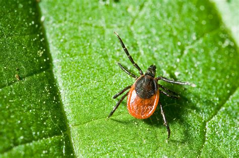 Tick Bites Tickborne Disease Medlineplus Tick Bites Tickborne Disease Medlineplus