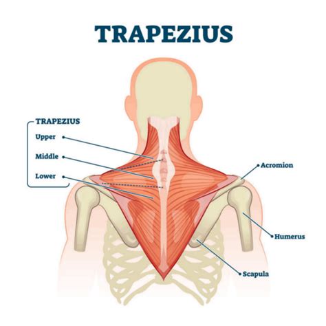 Trapezius Muscle What It Is Anatomy Function Trapezius Muscle What It Is Anatomy Function