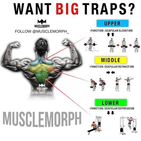Traps Workout Chart Traps Workout Chart