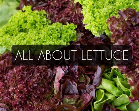 Types Of Lettuce Pictures Benefits Salad Production Recipes Scientific