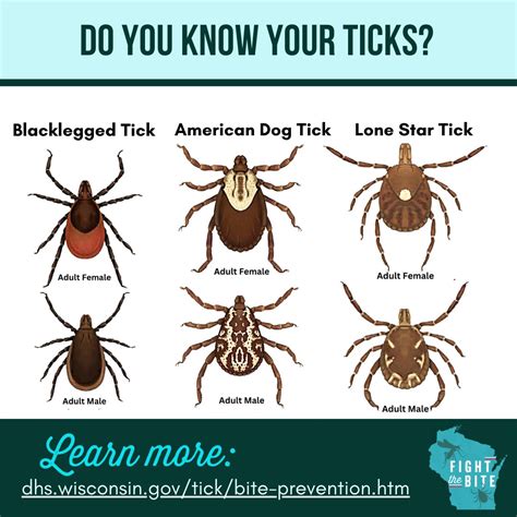 Types Of Tick Bites Types Of Tick Bites