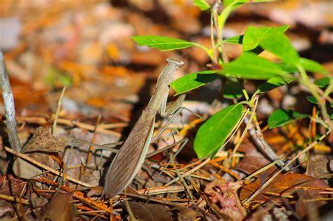 Villeccogi Praying Mantis At Atsion 230126204030 1 Protecting The New Villeccogi Praying Mantis At Atsion 230126204030 1 Protecting The New