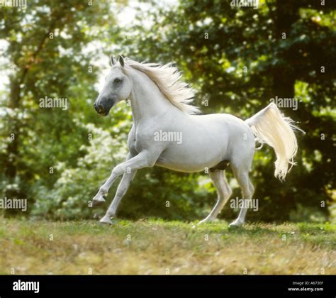 Wei Er Lipizzaner Hengst Fotos Und Bildmaterial In Hoher Aufl Sung Wei Er Lipizzaner Hengst Fotos Und Bildmaterial In Hoher Aufl Sung