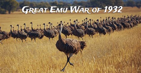 What Was The Emu War Of Australia And What Was The Outcome Scienceabc What Was The Emu War Of Australia And What Was The Outcome Scienceabc