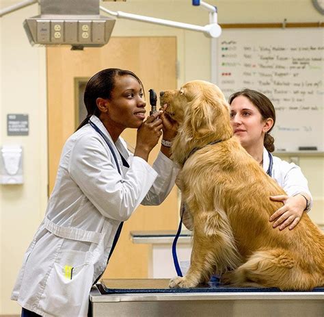 Where Do Veterinarians Work Ross Vet