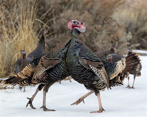 Where Is Turkey Found