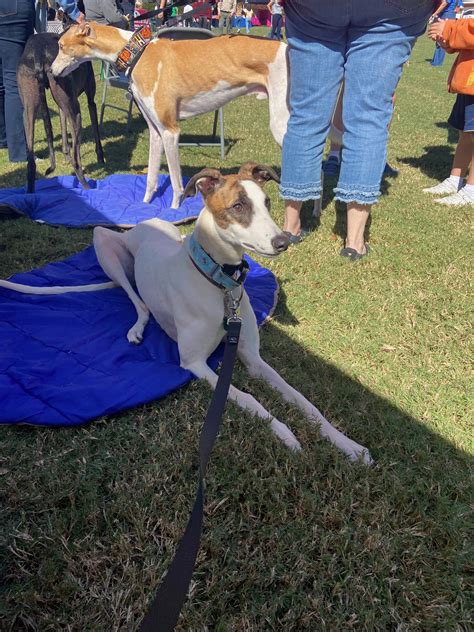 Ww Dive In Blog Second Chance Greyhounds Ww Dive In Blog Second Chance Greyhounds