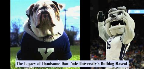 Yale University Yale Amp 39 S Handsome Dan Yale Bulldogs Yale Mascot Bulldog Yale University Yale Amp 39 S Handsome Dan Yale Bulldogs Yale Mascot Bulldog