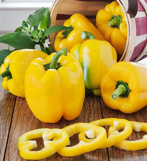 Yellow Bell Pepper 2 Pack Bonnie Plants Yellow Bell Pepper 2 Pack Bonnie Plants